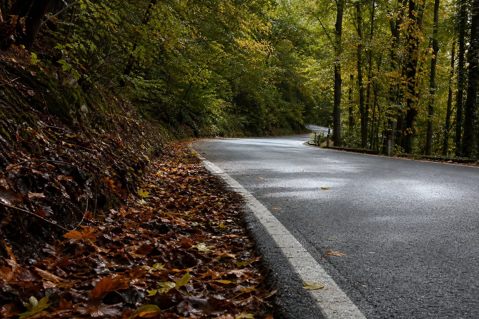 Wet leaves collecting along a shaded curve on an autumn road.